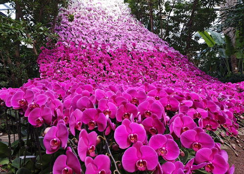 震撼 國內最大蝴蝶蘭瀑布 坐標 北京世界花卉大觀園