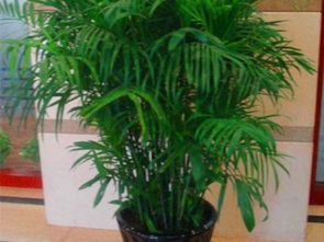 圖 上海鮮花綠植租擺,辦公室養護,別墅工廠綠化養護 上海鮮花綠植